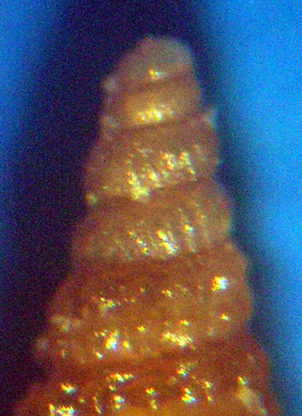 Cerithiopsis sp3